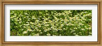 Framed German chamomile (Matricaria chamomilla) in bloom