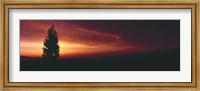 Framed Silhouette of tree at sunset, Anza Borrego Desert State Park, Borrego Springs, California, USA