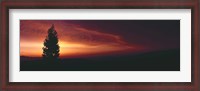 Framed Silhouette of tree at sunset, Anza Borrego Desert State Park, Borrego Springs, California, USA