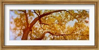 Framed Low angle view of a tree in autumn