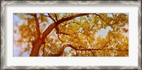 Framed Low angle view of a tree in autumn