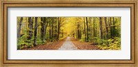 Framed Trees along a pathway in autumn, Hiawatha National Forest, Alger County, Upper Peninsula, Michigan, USA