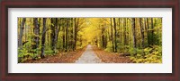 Framed Trees along a pathway in autumn, Hiawatha National Forest, Alger County, Upper Peninsula, Michigan, USA