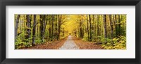 Framed Trees along a pathway in autumn, Hiawatha National Forest, Alger County, Upper Peninsula, Michigan, USA