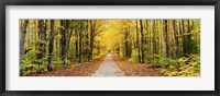 Framed Trees along a pathway in autumn, Hiawatha National Forest, Alger County, Upper Peninsula, Michigan, USA