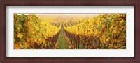 Framed Vine crop in a vineyard, Riquewihr, Alsace, France