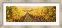 Framed Vine crop in a vineyard, Riquewihr, Alsace, France