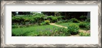 Framed USA, Virginia, Williamsburg, colonial garden