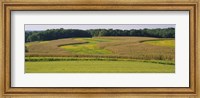 Framed Field Of Corn Crops, Baltimore, Maryland, USA