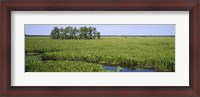 Framed Plants on a wetland, Jean Lafitte National Historical Park And Preserve, New Orleans, Louisiana, USA