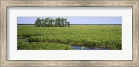 Framed Plants on a wetland, Jean Lafitte National Historical Park And Preserve, New Orleans, Louisiana, USA