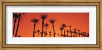 Framed Silhouette of date palm trees in a row, Phoenix, Arizona, USA