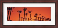 Framed Silhouette of date palm trees in a row, Phoenix, Arizona, USA