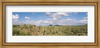 Framed Saguaro National Park Tucson AZ USA