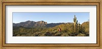 Framed Hiker standing on a hill, Phoenix, Arizona, USA