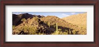 Framed Cactus plants on a landscape, Sierra Estrella Wilderness, Phoenix, Arizona, USA