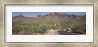 Framed USA, Arizona, Dreamy Draw Park, Cactus along a road