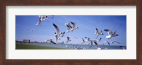Framed Flock of seagulls flying on the beach, New York State, USA