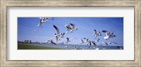 Framed Flock of seagulls flying on the beach, New York State, USA