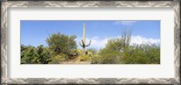 Framed Low angle view of a cactus among bushes, Tucson, Arizona, USA