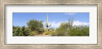 Framed Low angle view of a cactus among bushes, Tucson, Arizona, USA