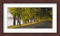 Framed Trees along a road, Lake Washington Boulevard, Seattle, Washington State, USA