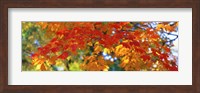 Framed Fall Foliage, Guilford, Baltimore City, Maryland, USA