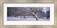 Framed Trees covered with snow in a park, Central Park, New York City, New York state, USA