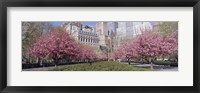 Framed Cherry Trees, Battery Park, NYC, New York City, New York State, USA