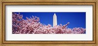 Framed Washington Monument and cherry blossoms, Washington DC