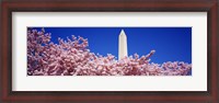 Framed Washington Monument and cherry blossoms, Washington DC