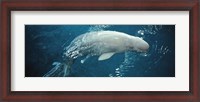 Framed Close-up of a Beluga whale in an aquarium, Shedd Aquarium, Chicago, Illinois, USA