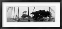 Framed Palm Trees And Fog, San Diego, California