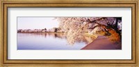 Framed Tidal Basin, Washington DC, District Of Columbia, USA