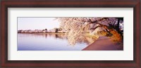 Framed Tidal Basin, Washington DC, District Of Columbia, USA