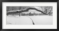 Framed Bare trees in a park, Lincoln Park, Chicago, Illinois, USA