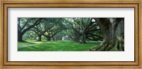 Framed USA, Louisiana, New Orleans, Oak Alley Plantation, plantation home through alley of oak trees