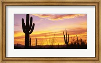 Framed Sunset Saguaro Cactus Saguaro National Park AZ