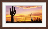 Framed Sunset Saguaro Cactus Saguaro National Park AZ