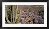 Framed Organ Pipe Cactus in Arizona