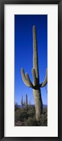 Framed Saguaro Cactus AZ