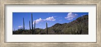 Framed Desert Road AZ