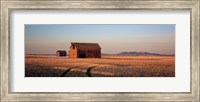 Framed Barn in a field, Hobson, Montana, USA
