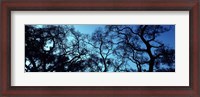Framed Silhouette of an Oak tree, Oakland, California, USA