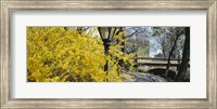 Framed Forsythia in bloom, Central Park, Manhattan, New York City, New York State, USA