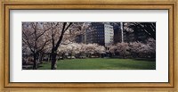 Framed White flowering trees in a park, Central Park, Manhattan, New York City, New York State, USA