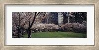 Framed White flowering trees in a park, Central Park, Manhattan, New York City, New York State, USA