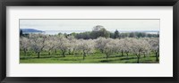 Framed Cherry trees in an orchard, Mission Peninsula, Traverse City, Michigan, USA