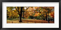 Framed Trees in a forest, Central Park, Manhattan, New York City, New York, USA