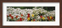 Framed Flowers in a garden, Sherwood Gardens, Baltimore, Maryland, USA